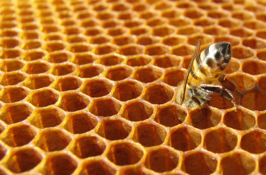  Continua l’ecatombe di api in Europa