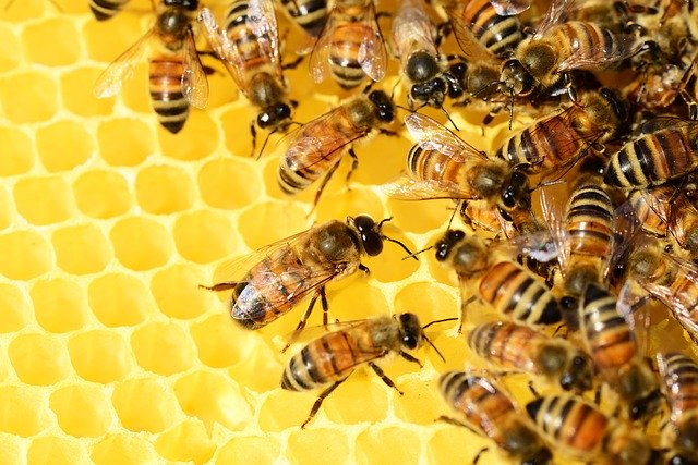  Appello al governo: «Stop definitivo all’uso dei pesticidi killer delle api»