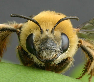  In Ue divieto per 3 pesticidi che uccidono le api ma senza il voto dell’Italia