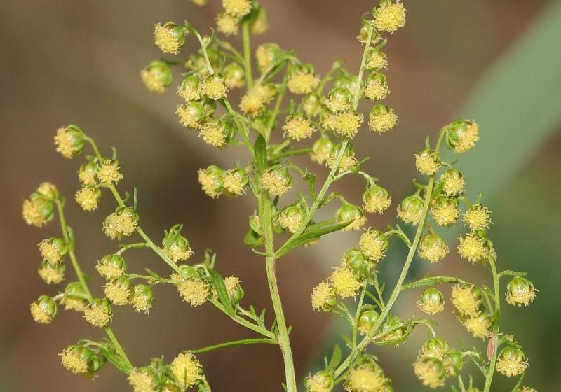  Artemisia, ecco la verità sull’ “erba magica” contro il tumore
