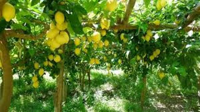  Un frutto antico dai molteplici benefici: il bergamotto