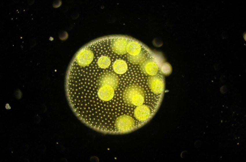  Viene da un alga un nuovo potente complesso antitumorale.