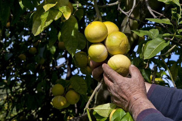  Le magnifiche proprietà del bergamotto – previene il “fegato grasso”