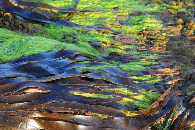  Biocarburante dalle alghe geneticamente modificate, rischi ed impatto ambientale sottovalutati