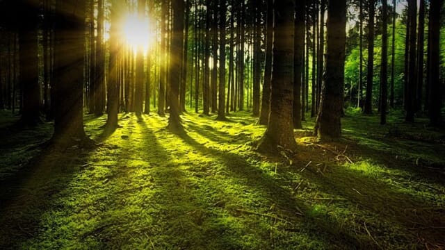  Copertura forestale in Europa: Italia seconda con il 38% del territorio