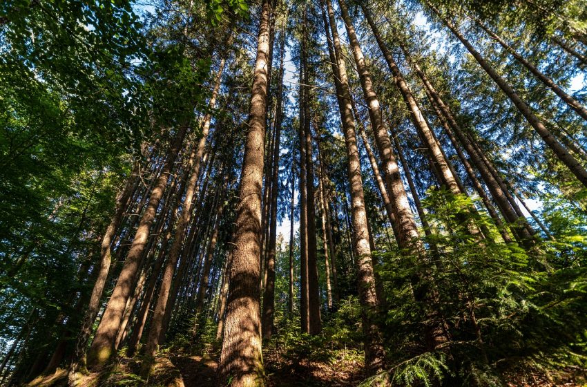  Gestione aree forestali: aumenta in Italia il verde certificato