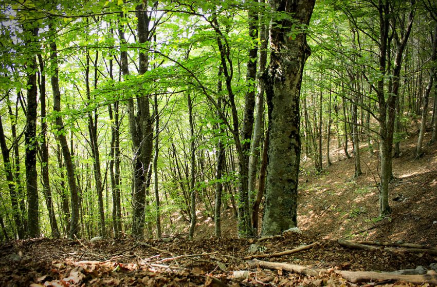 Passato, presente e futuro delle foreste italiane