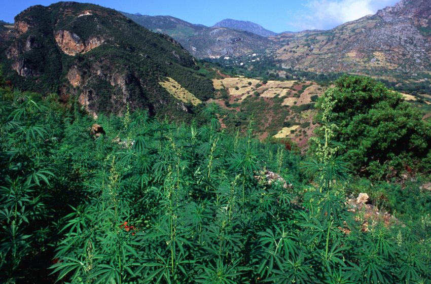  Cannabis: Marocco verso legalizzazione per uso medico e industriale