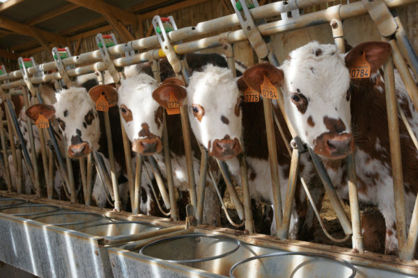  Mucca pazza, UE revoca divieto di usare negli allevamenti mangimi con proteine di origine animale