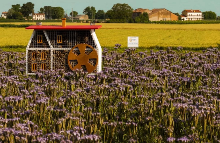  Barilla installa a Parma un apiario che ospita 600mila esemplari