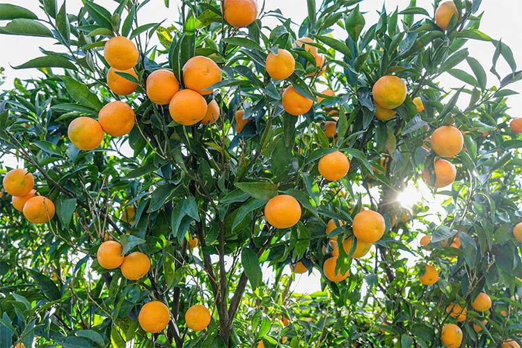  Le clementine genuine ed etiche della Piana di Sibari
