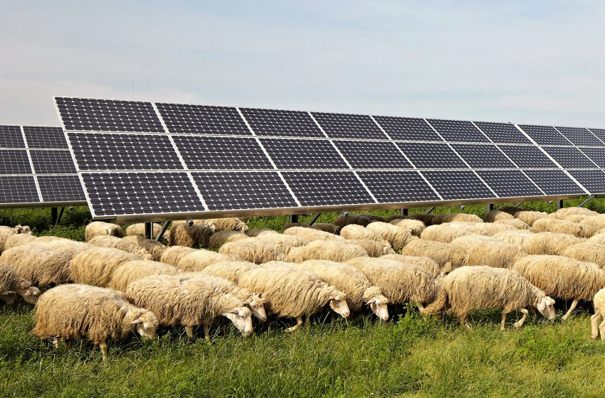  Fotovoltaico in zone rurali, illegittimi i limiti della Regione Toscana