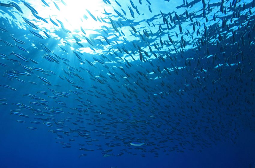 Capraia Smart Island: la pesca sostenibile