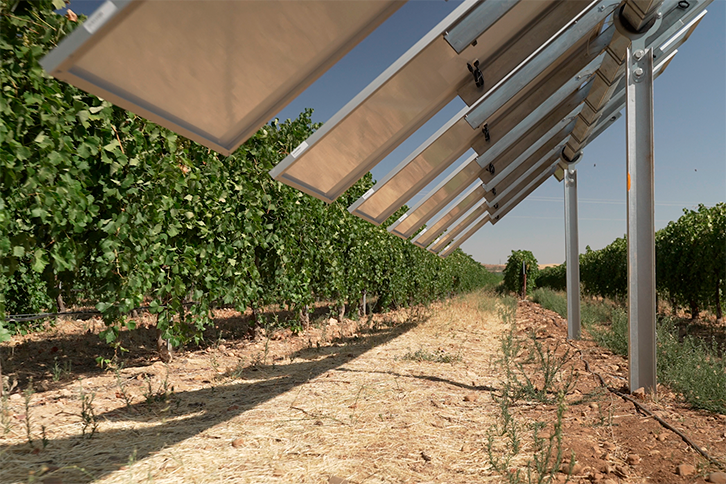  Winesolar: agrivoltaico intelligente e qualità dell’uva