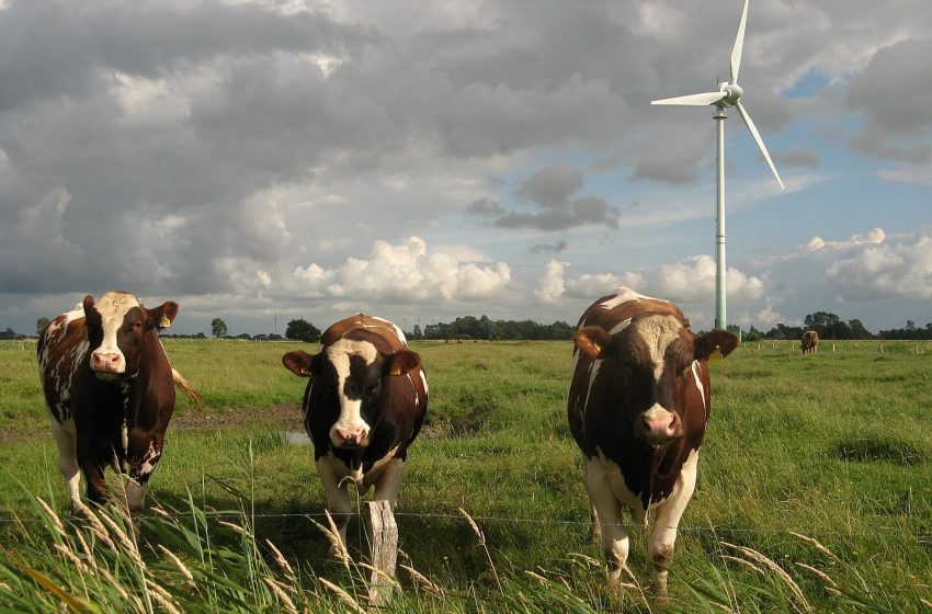  Eolico Molise: le rinnovabili salvano presente e futuro dell’agricoltura