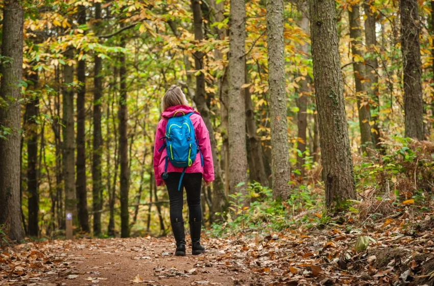  Camminare nelle foreste riduce l’ansia: il ruolo dei monoterpeni