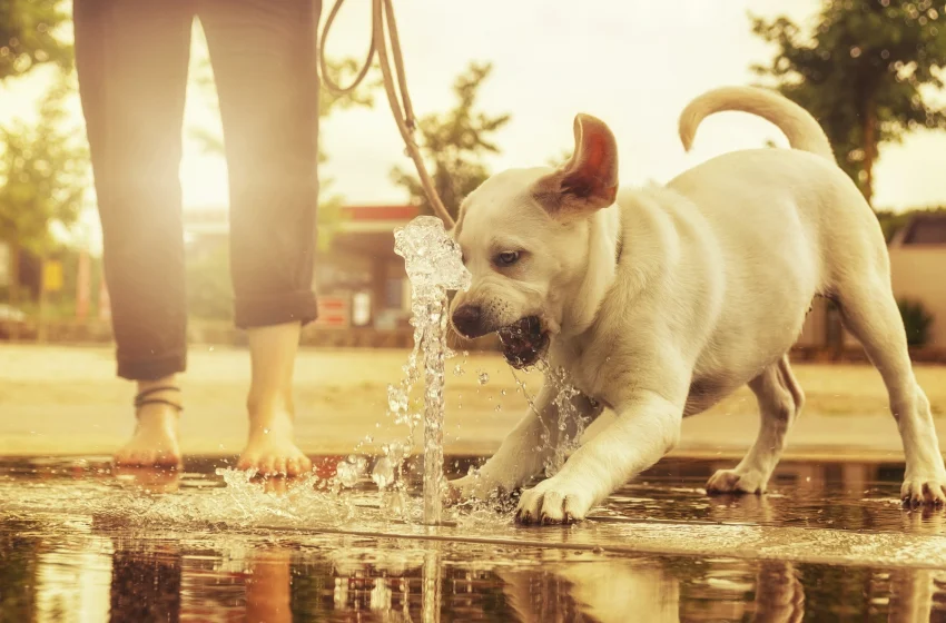  Scottature e colpi di calore: come proteggere il tuo cane