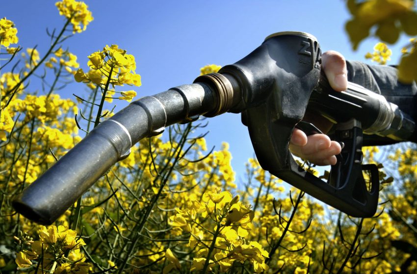 L’impatto ambientale del biodiesel