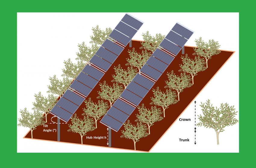  Agrivoltaico: il bifacciale ideale per gli oliveti