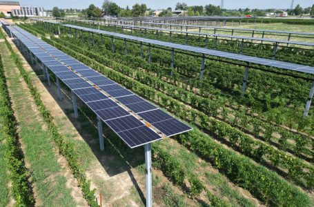 Vigneti ed Agrivoltaico: l’impianto da record delle Cantine Caviro