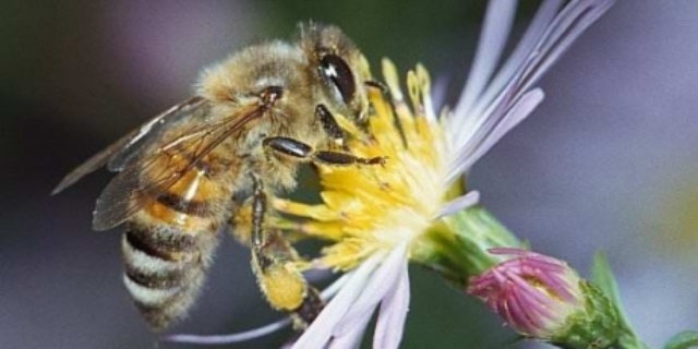  Straordinaria vittoria: da UE stop uso pesticidi nocivi per api