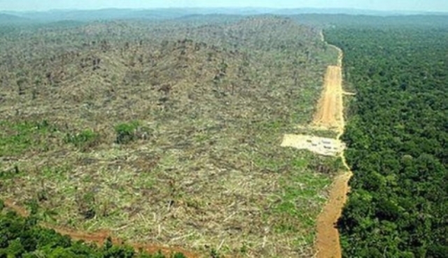  Cambiamenti climatici: una soluzione efficace è piantare alberi