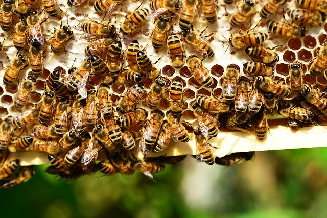  Anche la Città Eterna scopre un bioindicatore universale come le api! “Apincittà”