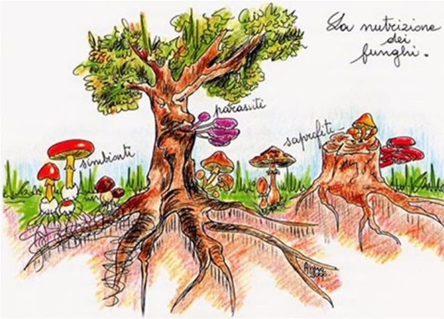  “Wood Wide Web”: lo straordinario mondo dei funghi caposaldo per fertilità dei suoli e cibo di alta qualità