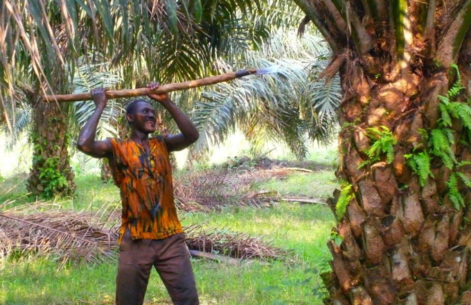  Olio di palma provoca danni alla salute. Ecco 10 motivi per cui andrebbe evitato