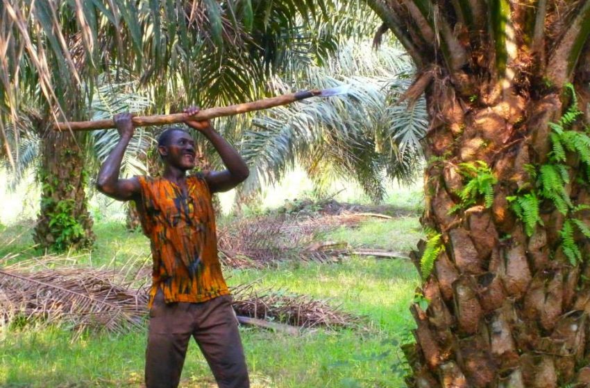  Virus “Olio di palma”: il contagio si sposta in Africa