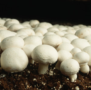  I miracoli delle bioplastiche: ancora una volta i funghi ci mettono lo “zampino”
