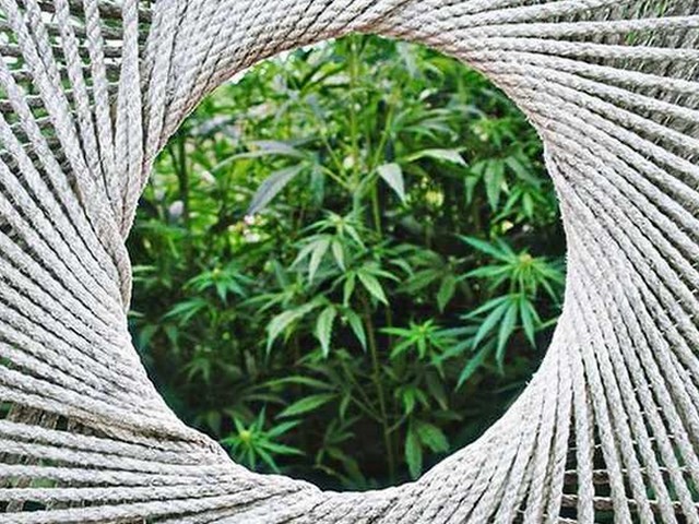  Petizione per la la legalizzazione del commercio di cannabis light