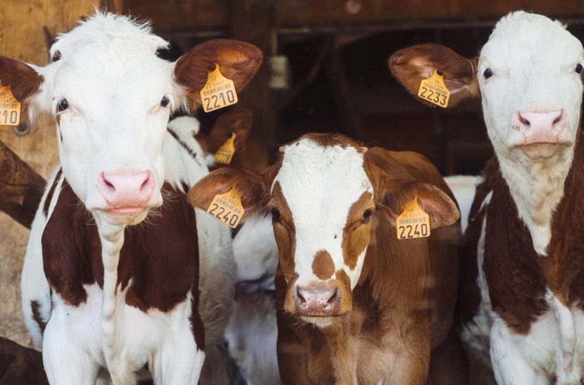  Antibiotici: UE, obbligo di ricetta per gli animali