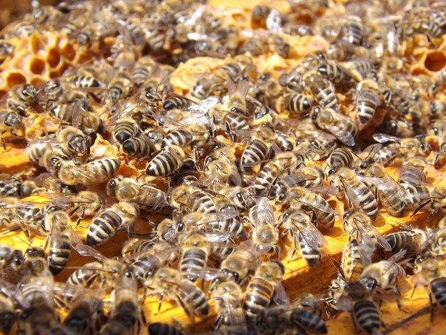  Inquinamento da pesticidi: le api ancora una volta grande bioindicatore