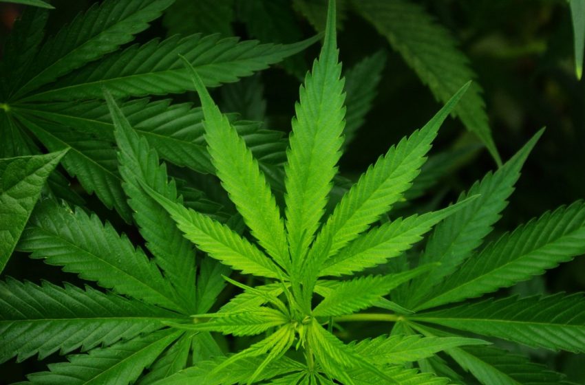  Cannabis: per l’ONU è pianta medicinale, non sostanza stupefacente!