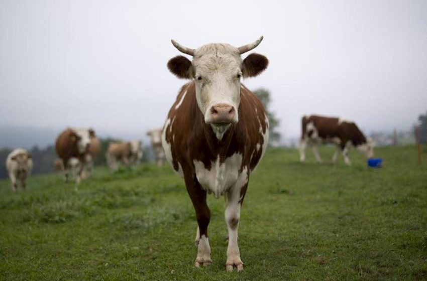  Cattlelyst: la biotecnologia per ridurre le emissioni delle stalle