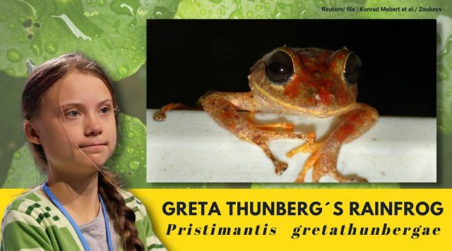 Greta Thunberg rainfrog