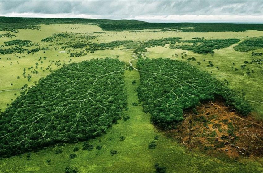  La nuova legge europea contro la deforestazione