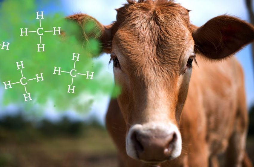  Integratori a base di alghe per ridurre i rutti al metano delle mucche