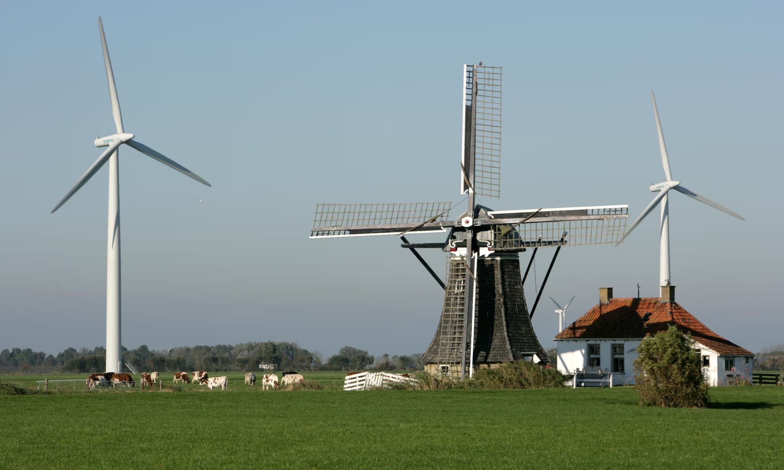 Historic windmill among modern wind turbines in the Netherlands. More than half of the emissions drop came from the use of cleaner electricity. Photograph: Alamy