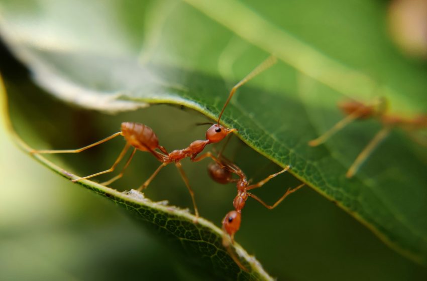  Come  formiche: il nuovo numero de L’Ecofuturo Magazine