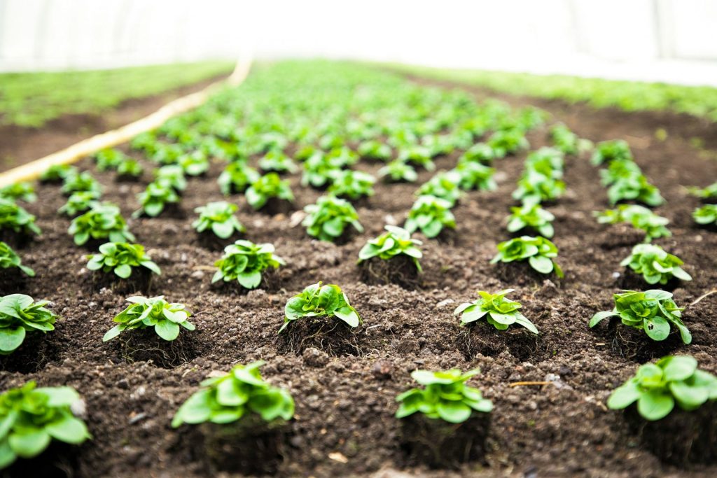 agricoltura