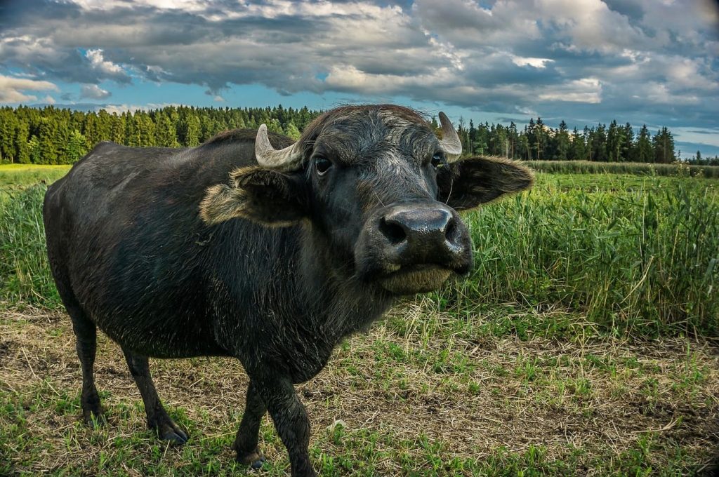 bufale