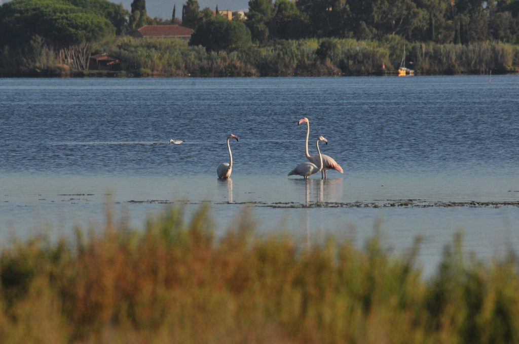 Orbetello