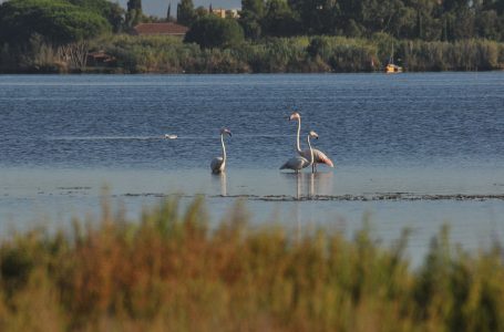 Orbetello, Eutrofizzazione Goodbye?