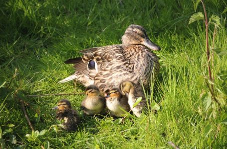 La biodiversità spiegata alle bambine e ai bambini