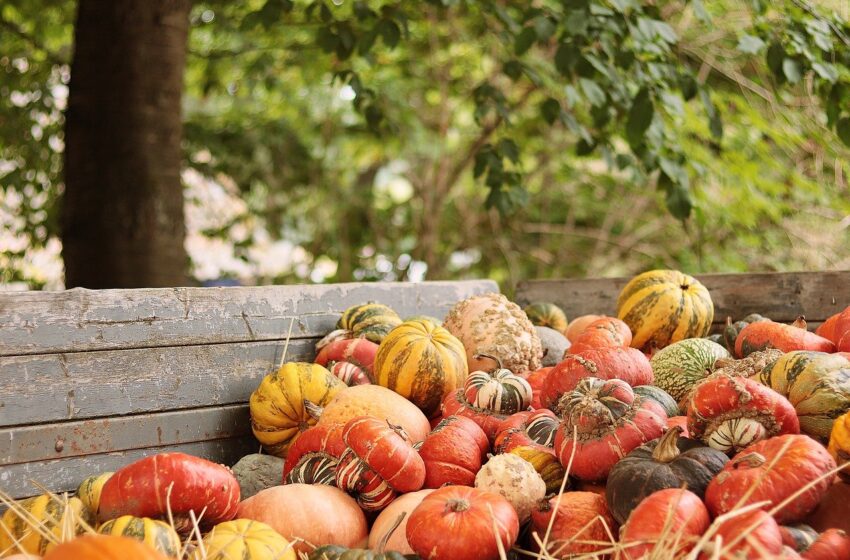  Agricoltura & Clima: Ecco come la terra può salvare la Terra