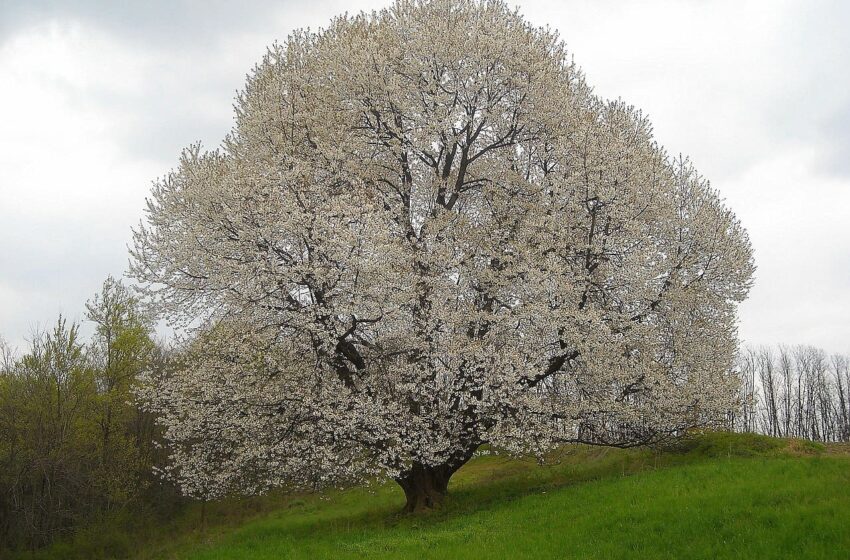 alberi monumentali