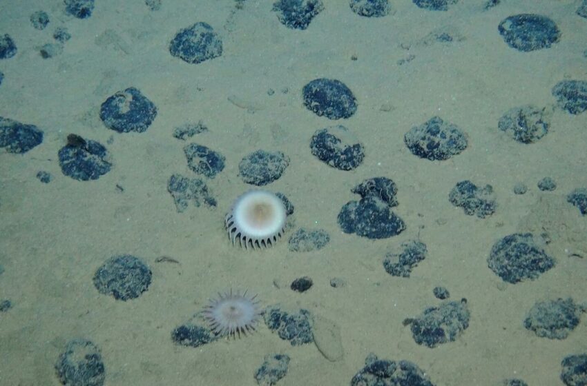  Minerali critici dal mare: Decomar e la rivoluzione Blue-loop
