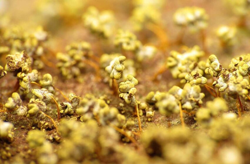 Physarum polycephalum